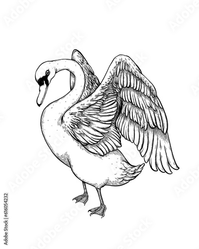 hand drawn illustration of an swan