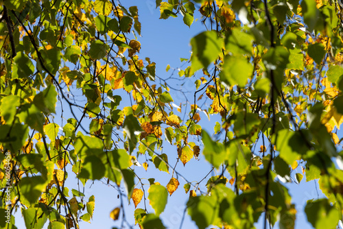 Birch forest with trees with yellow and green foliage