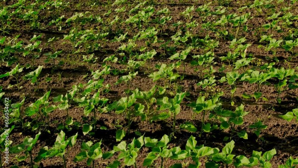 Sunflower grows on the field. Selective focus. Sunflower grows on the field. Selective focus.