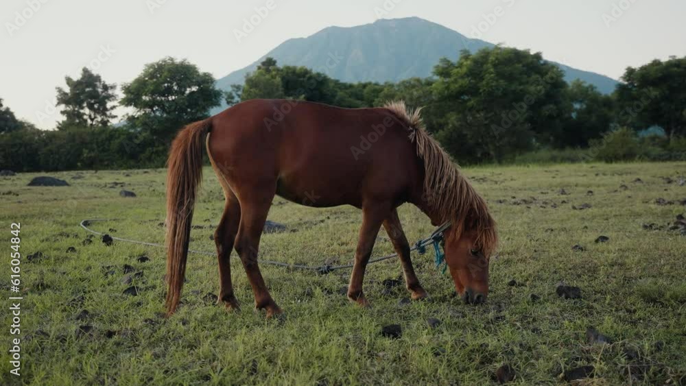 Beautiful powerful dark brown stallion horse pasturing on meadow field Beautiful powerful dark brown stallion horse pasturing on meadow field