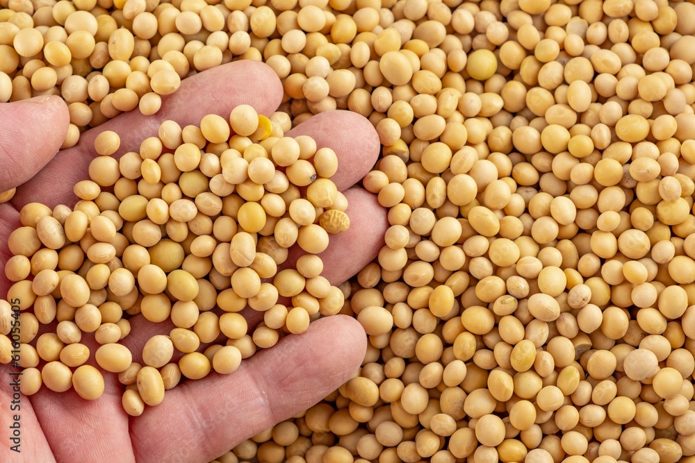 Nurturing Nature: Close-Up of Human Hand Holding Soybeans in 4K Resolution Nurturing Nature: Close-Up of Human Hand Holding Soybeans in 4K Resolution