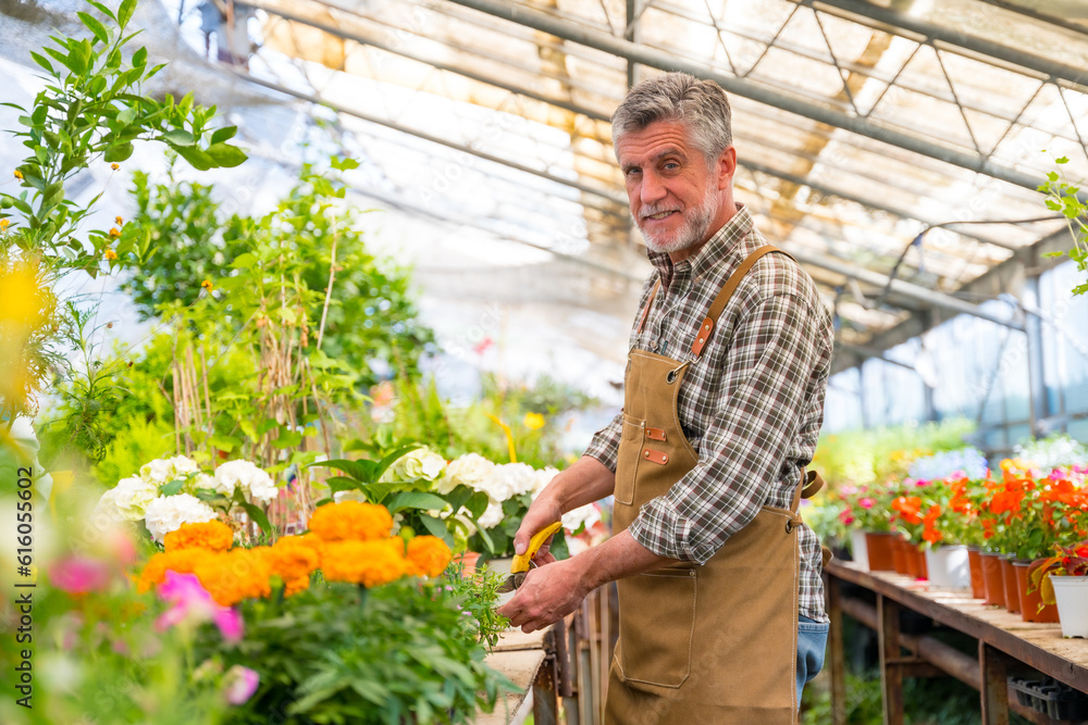 Obraz premium Gardener working in a nursery inside the flower greenhouse as caring for plants in the nursery