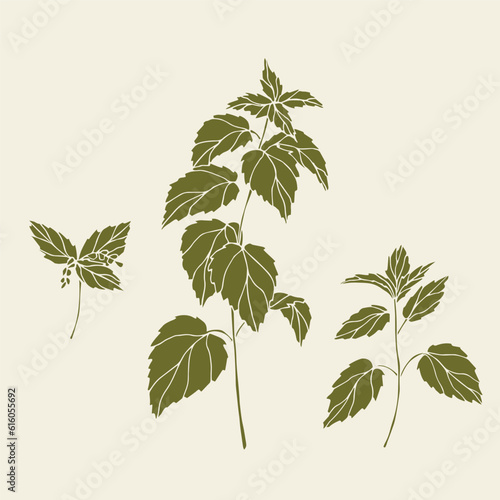 Flat vector nettle branch illustration