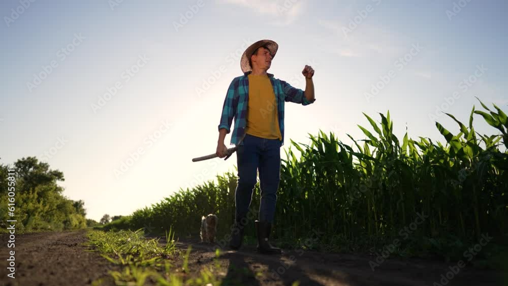 Agricultural business. A male farmer walks through a cornfield in boots and a shovel at sunset. Senior farmer works in the field. Sunset in a cornfield. Work in agriculture. Farmer in the field. Agricultural business. A male farmer walks through a cornfield in boots and a shovel at sunset. Senior farmer works in the field. Sunset in a cornfield. Work in agriculture. Farmer in the field.