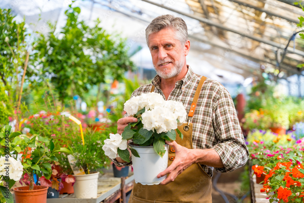 Portrait of gardener working in a nursery inside the flower greenhouse with a white plant in his hand in the nursery