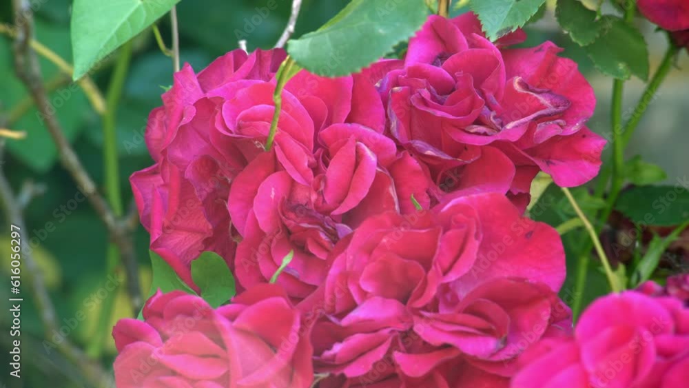 Longterm closeup timelapse of the sun moving on roses in the garden. Longterm closeup timelapse of the sun moving on roses in the garden.