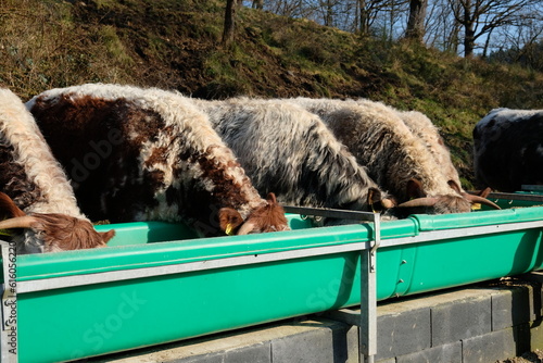 FU 2022-03-05 Zerkall 215 Kühe fressen Futter aus einem grünen Trog photo