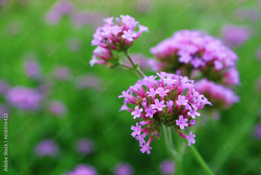 Closeup of Stunning Verbena Bonariensis or Purpletop Vervain Blossoming in the Field Closeup of Stunning Verbena Bonariensis or Purpletop Vervain Blossoming in the Field