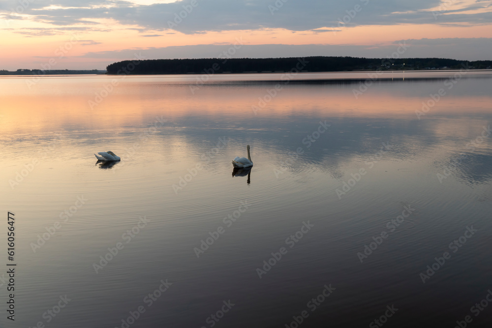 swans floating on the lake during sunset in spring swans floating on the lake during sunset in spring