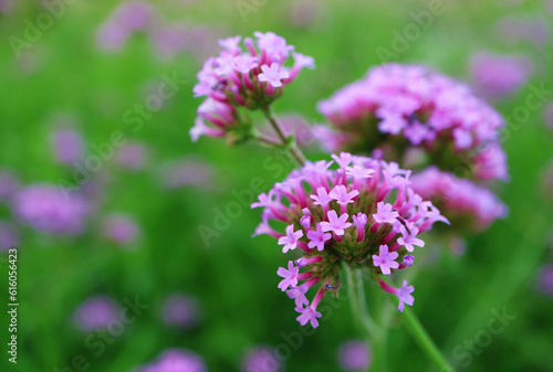 Closeup of Stunning Verbena Bonariensis or Purpletop Vervain Blossoming in the Field