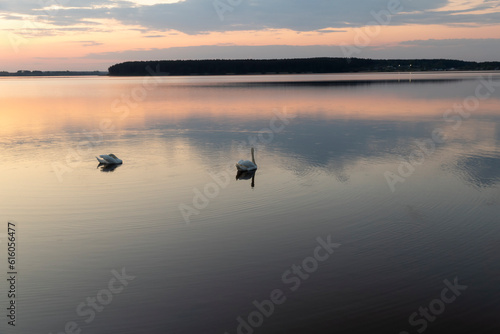 swans floating on the lake during sunset in spring