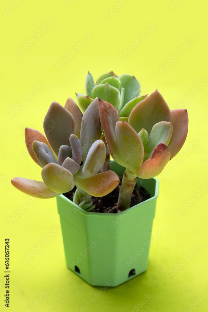 Succulent plant in a pot on green background. Succulent plant in a pot on green background.