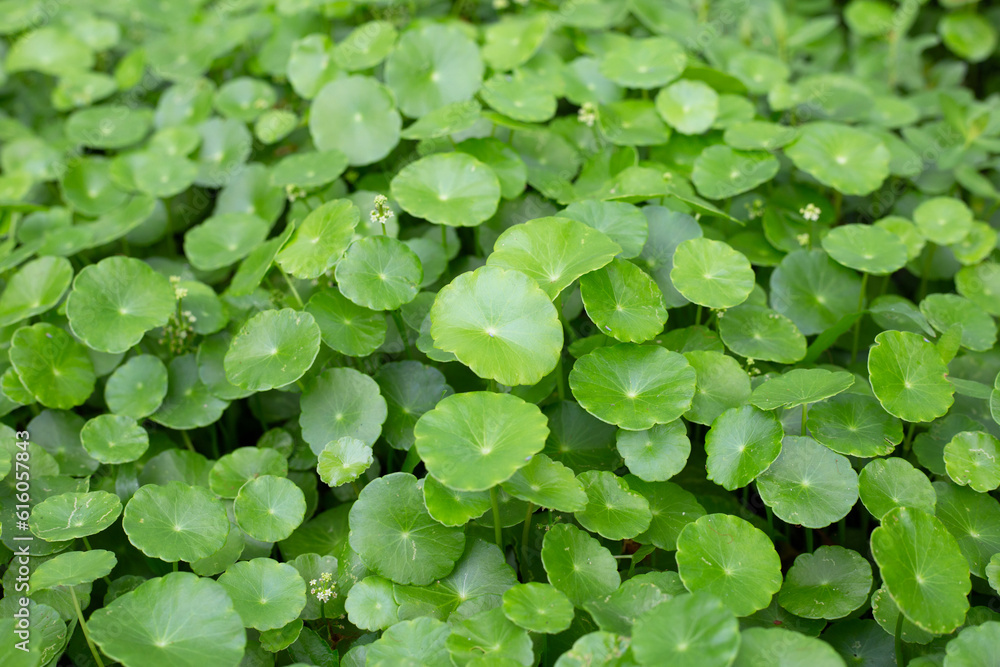 Centella asiatica (gotu kola). Fresh green leaves herb background. Centella asiatica (gotu kola). Fresh green leaves herb background.