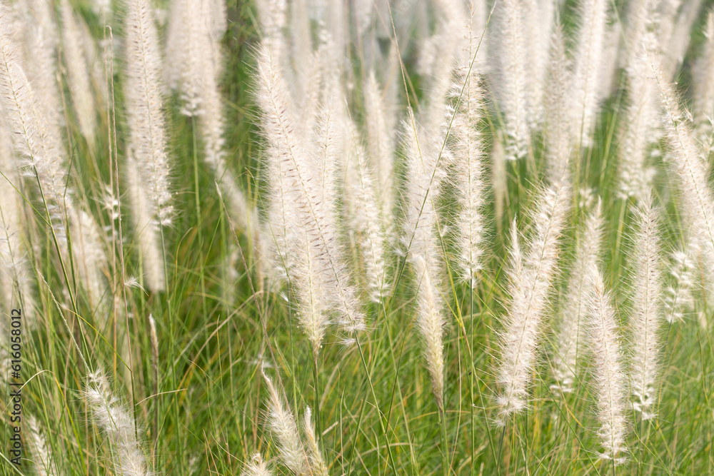 Obraz premium Fountain grass or pennisetum alopecuroides