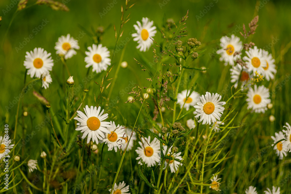 Daises in bloom and grass on the meadow, Leiden, Netherlands