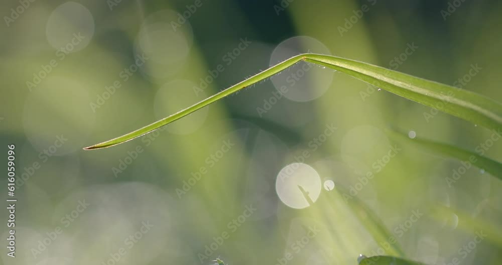 Close up of grass with waterdrops on sunny day, slow motion Close up of grass with waterdrops on sunny day, slow motion