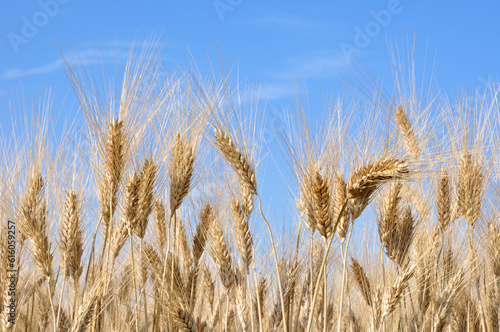 wheat field close up and blue sky