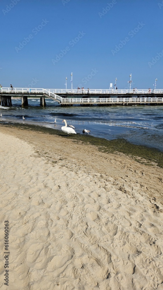 Urokliwe zdjęcie plaży, gdzie turkusowe fale morza łagodnie obmywają brzeg. Na wodzie unoszą się łabędź i kaczki, dodając nuty elegancji do tego idyllicznego krajobrazu wraz z molo w Sopocie