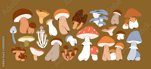 Autumn mushrooms set. Forest fungi plants. Fall season food, fungus, natural decorations. Boletus, fly agaric, morels, chanterelles in modern style. Isolated flat graphic vector illustrations
