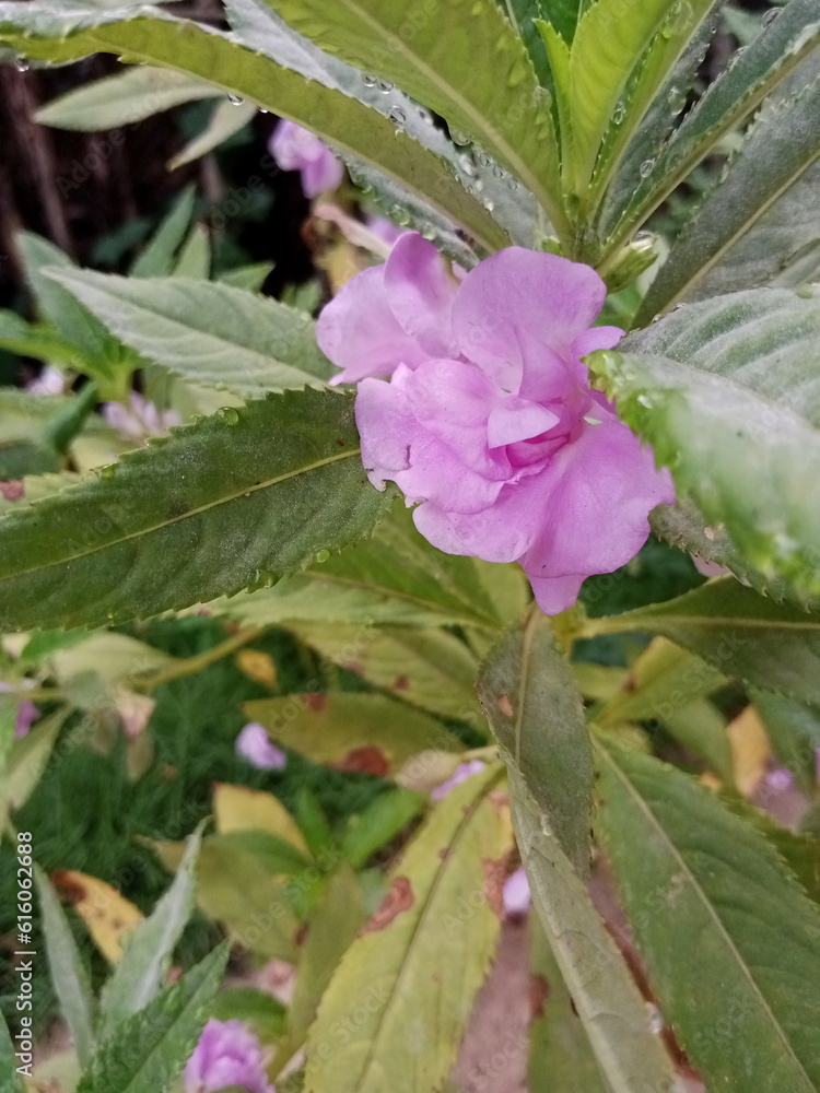 pink and white flower pink and white flower