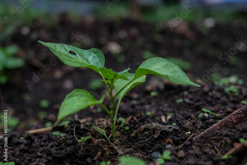 young sprouted pepper plants, close-up of chili seedlings
