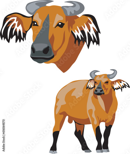 African forest buffalo - vector illustration photo
