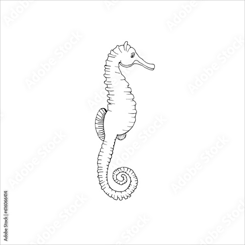 Seahorse,underwater world, linear freehand drawing , black and white vector drawing