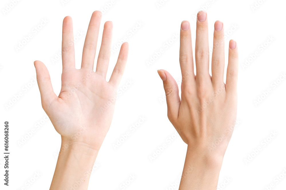 Two hands isolated on a transparent background PNG Two hands isolated on a transparent background PNG