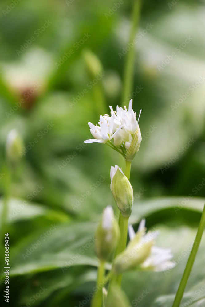 Beautiful close up look on Bear garlic also known as Allium ursinum. Beautiful close up look on Bear garlic also known as Allium ursinum.