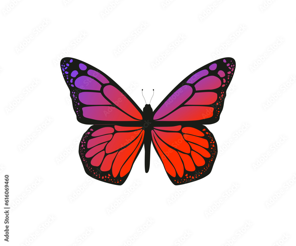 Beautiful colorful Butterfly Beautiful colorful Butterfly