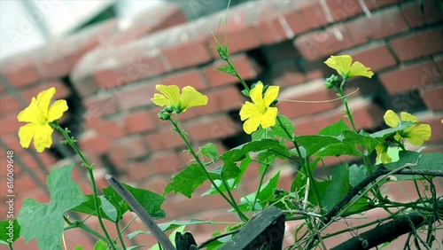 flowers in the garden