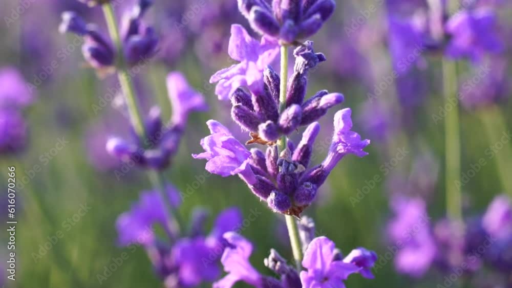 Blooming lavender in a field at sunset. Provence, France. Close up. Selective focus. Slow motion. Lavender flower spring background with beautiful purple colors and bokeh lights. Blooming lavender in a field at sunset. Provence, France. Close up. Selective focus. Slow motion. Lavender flower spring background with beautiful purple colors and bokeh lights.