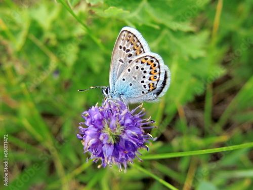 Beautiful blue butterfly Lycaenidae on a purple flower on a green grass background. 