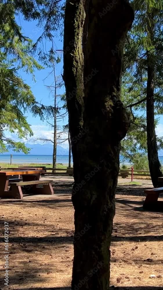 huge Mighty spruce or pine coniferous trees grow on the beach of the Pacific Ocean on Vancouver Island Canada there is a place to have a picnic in calm Calm Rathtrevor Beach, Parksville. High quality huge Mighty spruce or pine coniferous trees grow on the beach of the Pacific Ocean on Vancouver Island Canada there is a place to have a picnic in calm Calm Rathtrevor Beach, Parksville. High quality