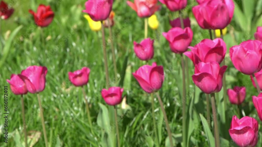 Pink tulips bloom in spring. Blur bokeh. Tulip flower nature. Floral background. Botanical garden. Flowering buds. Blooming mood. Beautiful aesthetic petal plant. The swaying of the wind. Sunny day. Pink tulips bloom in spring. Blur bokeh. Tulip flower nature. Floral background. Botanical garden. Flowering buds. Blooming mood. Beautiful aesthetic petal plant. The swaying of the wind. Sunny day.