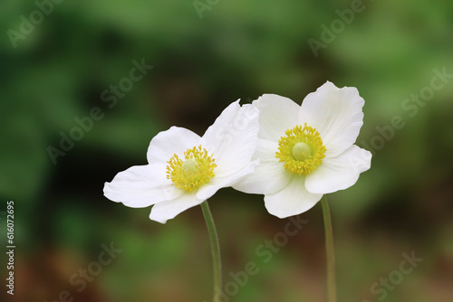 Cute close up look on forest anemone also known as anemone sylventhis.