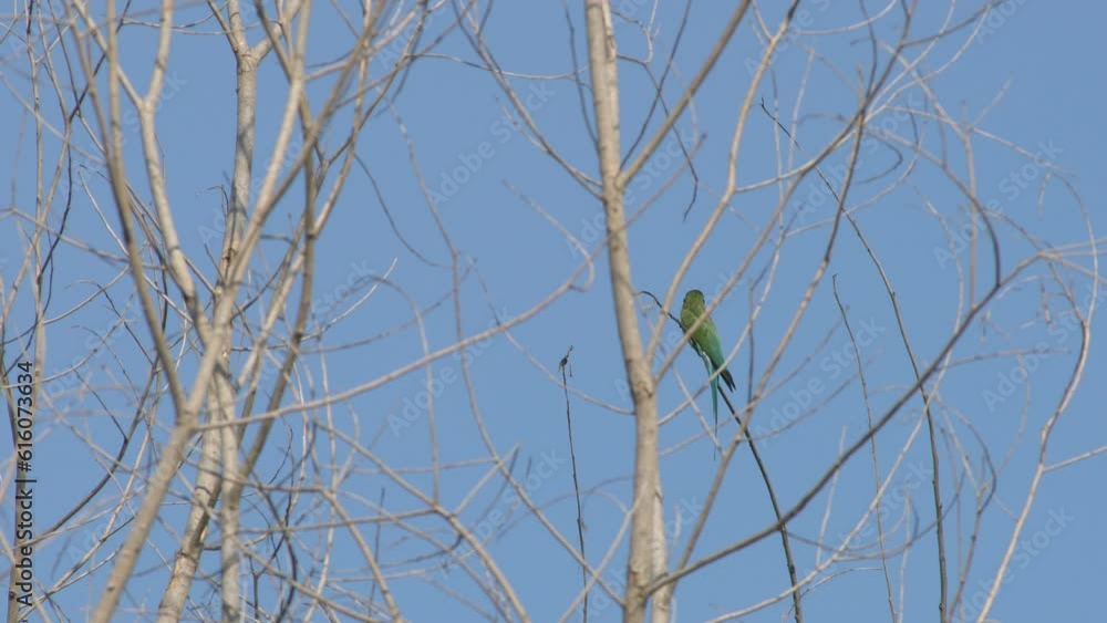 blue tail bee-eater catching on dry tree against blue sky blue tail bee-eater catching on dry tree against blue sky