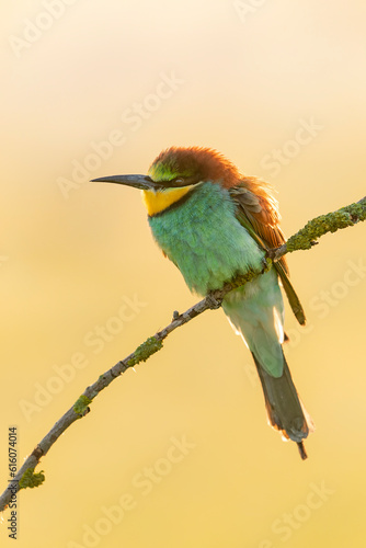 European bee-eater (Merops apiaster) sitting on a branch at sunrise. Gelderland in the Netherlands. 