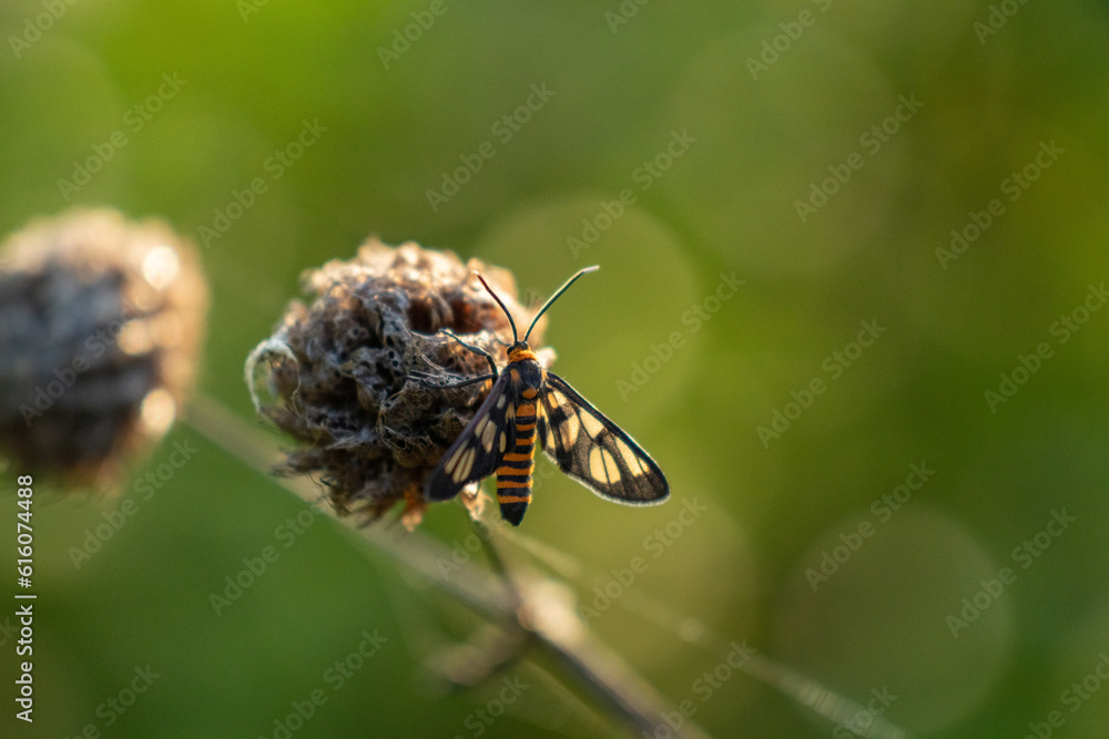 Striped little butterfly.