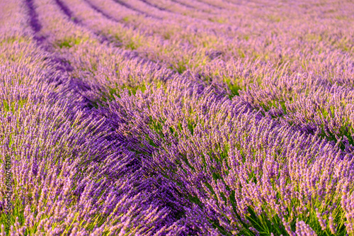 The picturesque view of a lavender field  where rows of flowers align in perfect harmony  offering a breathtaking display that captivates the senses.