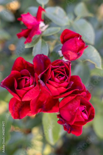 A red rose in the garden