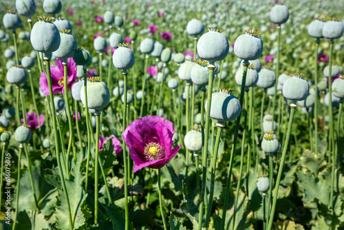 Opium poppy heads, close-up. Papaver somniferum, commonly known as the opium poppy or breadseed poppy, is a species of flowering plant in the family Papaveraceae. photo