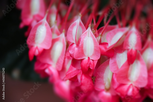 Fototapeta Naklejka Na Ścianę i Meble -  Close up look on beautiful pink leaves of Begonia coccinea.