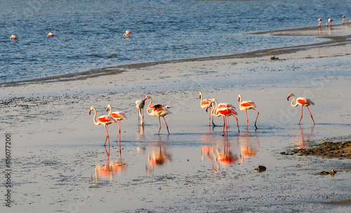 Pink colored Flamingo birds...