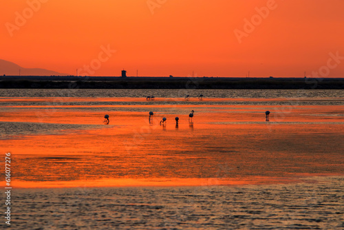 Silhouette of flamingo bird...