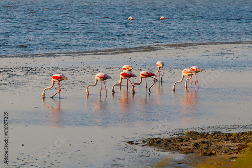 Pink colored Flamingo birds...