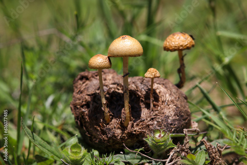 Forest fungi (Protostropharia semiglobata, commonly known as dung roundhead, hemispheric fungus or hemispheric stropharia) growing on a horse dung.