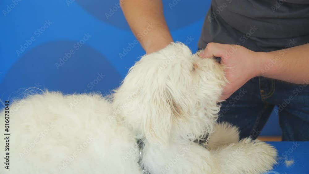 Pet care concept. Grooming of white dog with scissors. Close up Pet care concept. Grooming of white dog with scissors. Close up