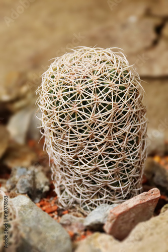 Adorable little cactus called coryphantha retusa. Beehive cactus. photo