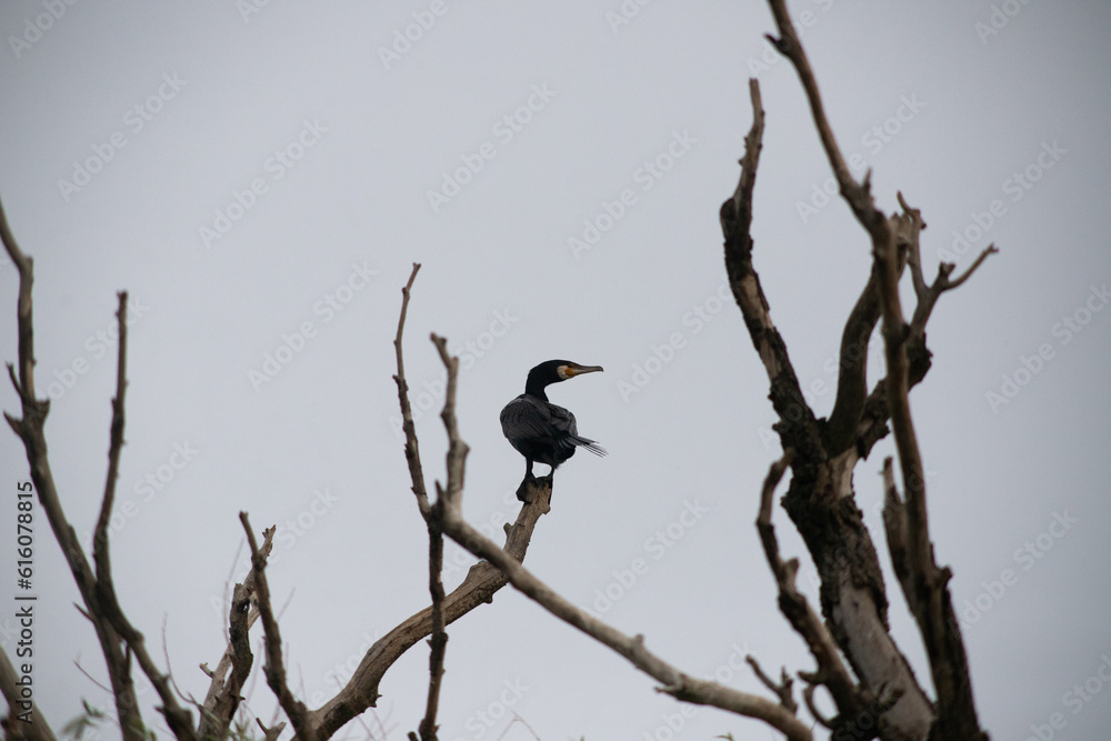 great cormorant bird in the delta great cormorant bird in the delta